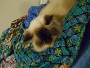 Snoopy in comforter